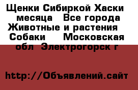 Щенки Сибиркой Хаски 2 месяца - Все города Животные и растения » Собаки   . Московская обл.,Электрогорск г.